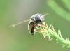 Paragus sp.